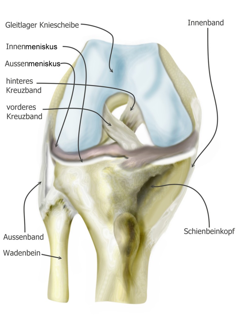 Meniscus medialis pars intermedia / Mittelteil des Innenmeniskus