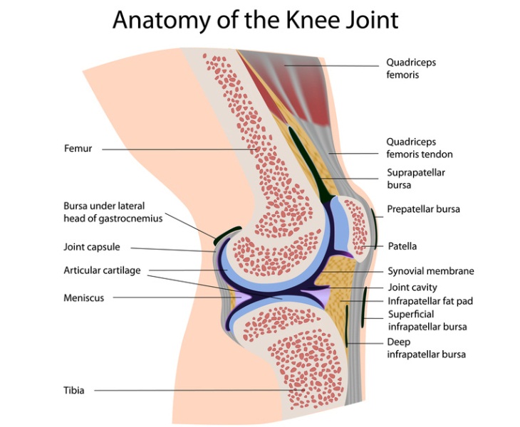 bursa infrapatellaris knie